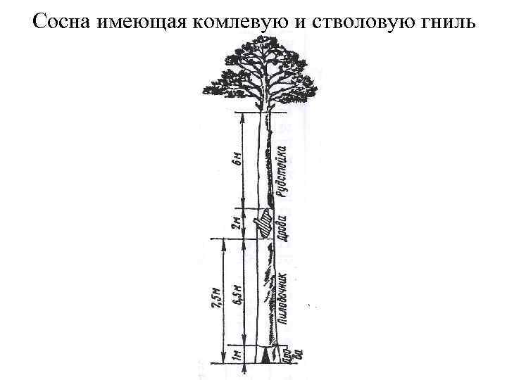 Сосна имеющая комлевую и стволовую гниль 