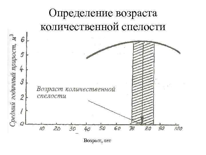 Определение возраста количественной спелости Возраст, лет 