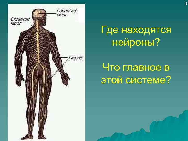 3 Где находятся нейроны? Что главное в этой системе? 