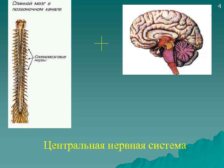 4 Центральная нервная система 