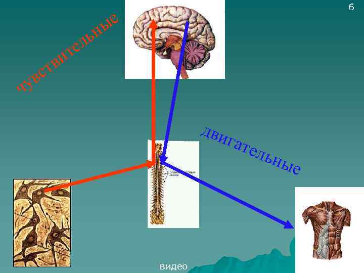 6 ые н ль е ит в чу ст в дви видео гат ель