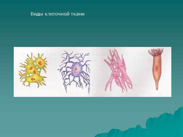 Виды клеточной ткани 