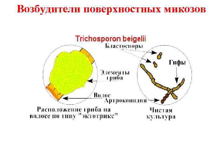 Возбудители поверхностных микозов 