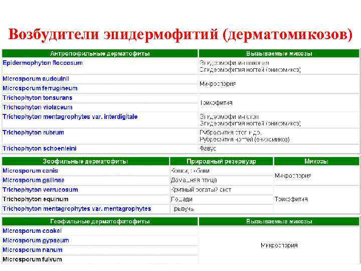 Возбудители эпидермофитий (дерматомикозов) 