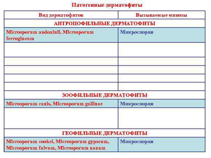      Патогенные дерматофиты   Вид дерматофитов   