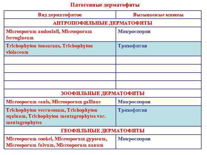      Патогенные дерматофиты   Вид дерматофитов   