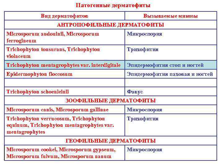       Патогенные дерматофиты   Вид дерматофитов  