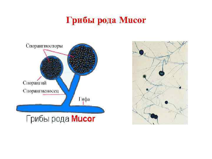 Грибы рода Mucor 
