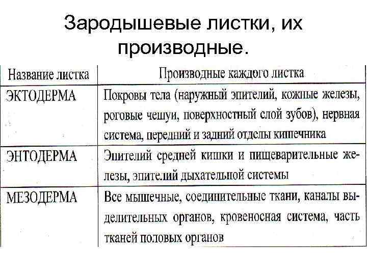 Зародышевые листки и их производные таблица с рисунками