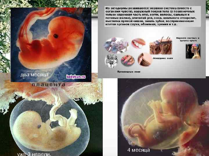  два месяца п л а ц е н т а   