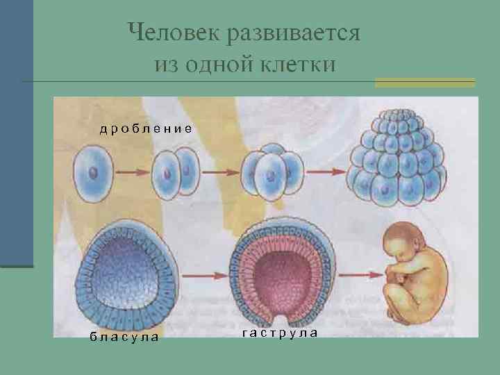  д р о б л е н и е б л а с