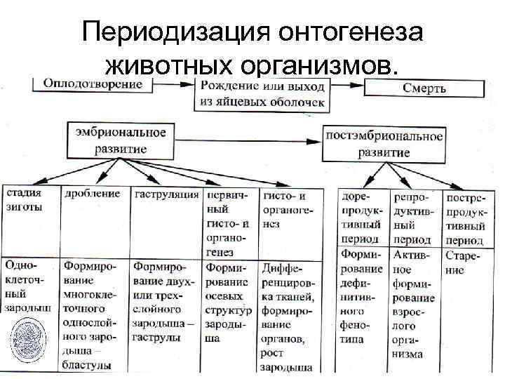 Периоды онтогенеза схема