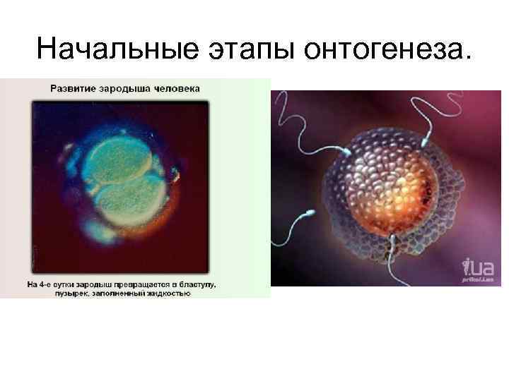 Начальные этапы онтогенеза. 
