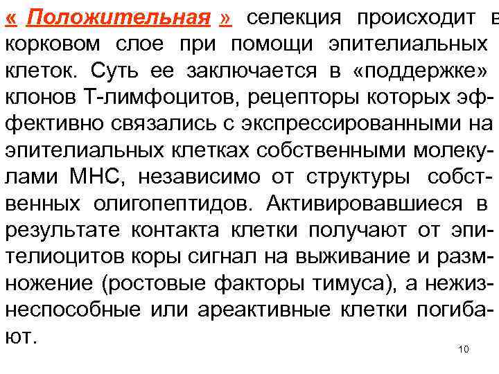  « Положительная » селекция происходит в корковом слое при помощи эпителиальных клеток. Суть