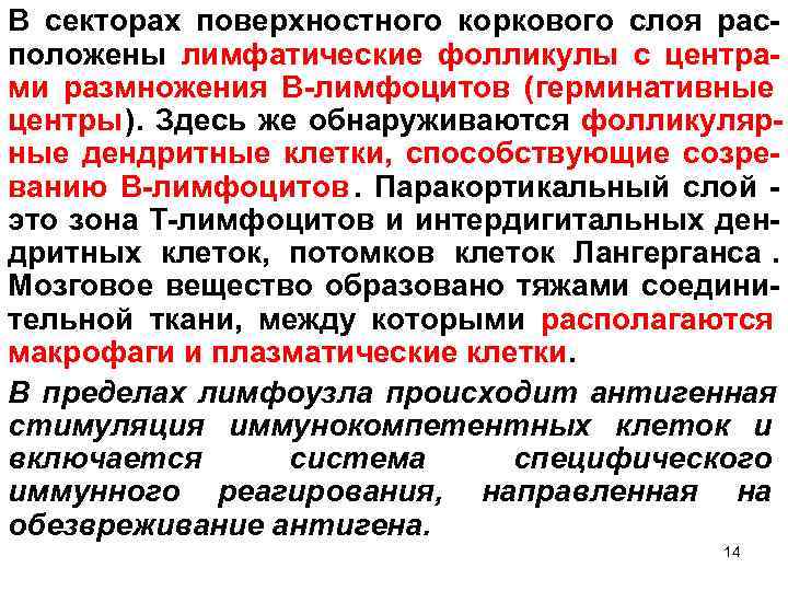 В секторах поверхностного коркового слоя рас- положены лимфатические фолликулы с центра- ми размножения В-лимфоцитов