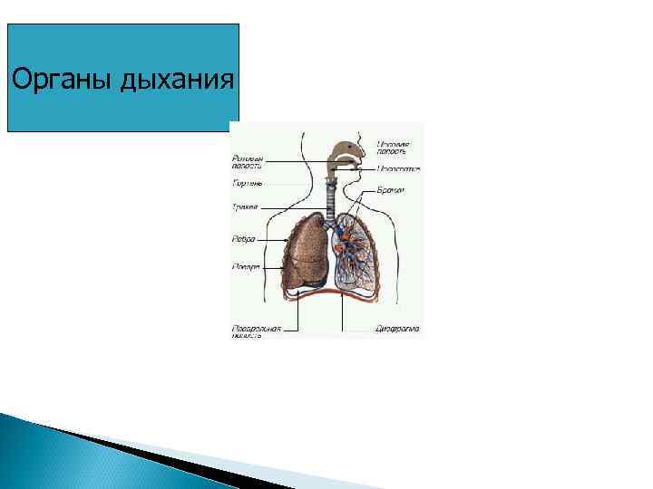 Органы дыхания 