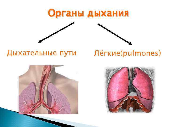    Органы дыхания  Дыхательные пути  Лёгкие(pulmones) 