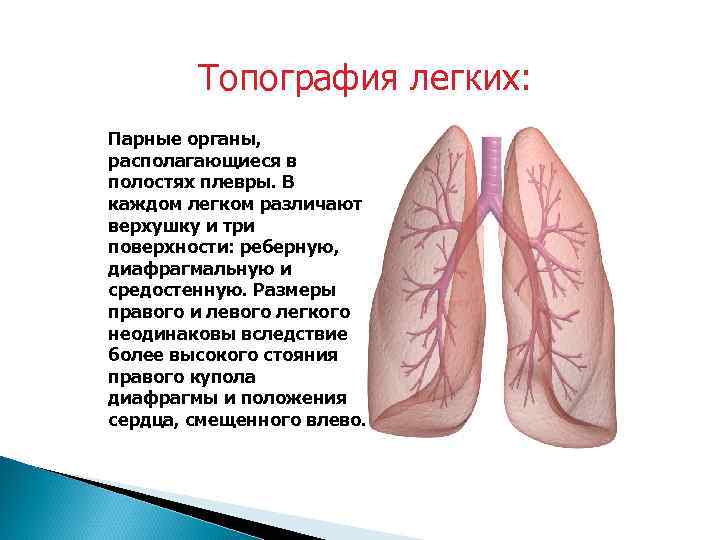   Топография легких: Парные органы, располагающиеся в полостях плевры. В каждом легком различают