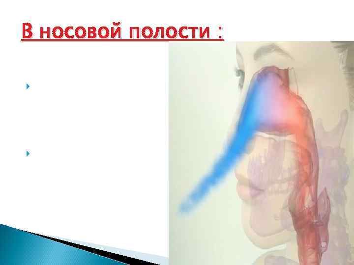 В носовой полости :  Воздух увлажняется и обезвреживается с помощью слизи Согревается из-за