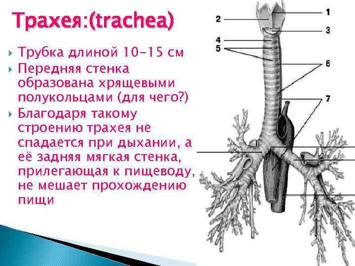 Капилляры и альвеолы легких хрящевые полукольца трахеи