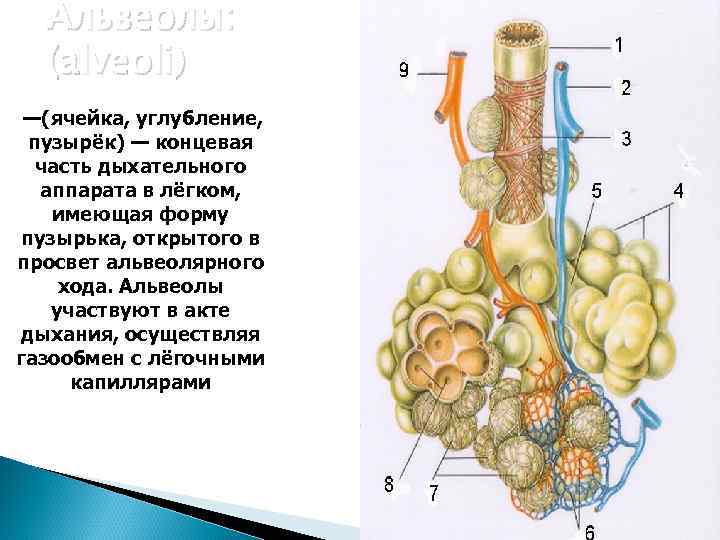  Альвеолы:  (alveoli) —(ячейка, углубление,  пузырёк) — концевая  часть дыхательного 