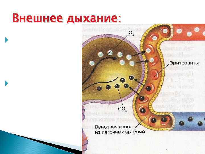  Внешнее дыхание:  Вентиляция лёгких  Газообмен  в лёгких 