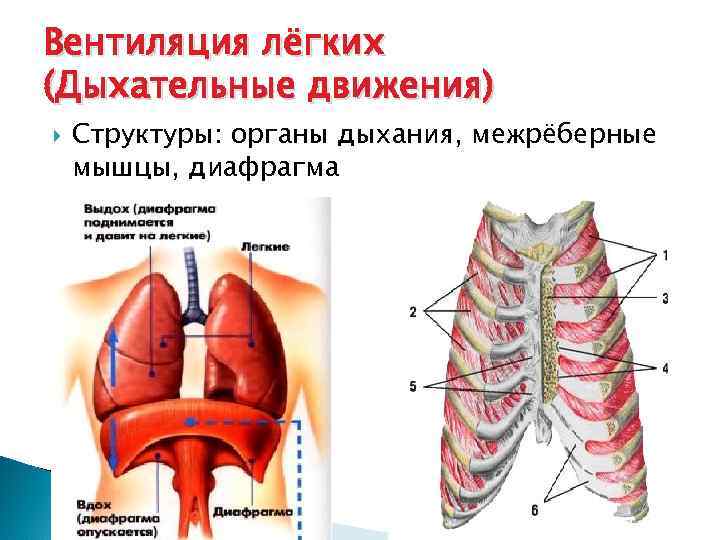 Презентация анатомия и физиология органов дыхания