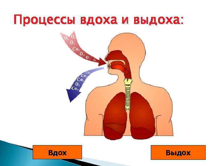 Процессы вдоха и выдоха:   Вдох   Выдох 