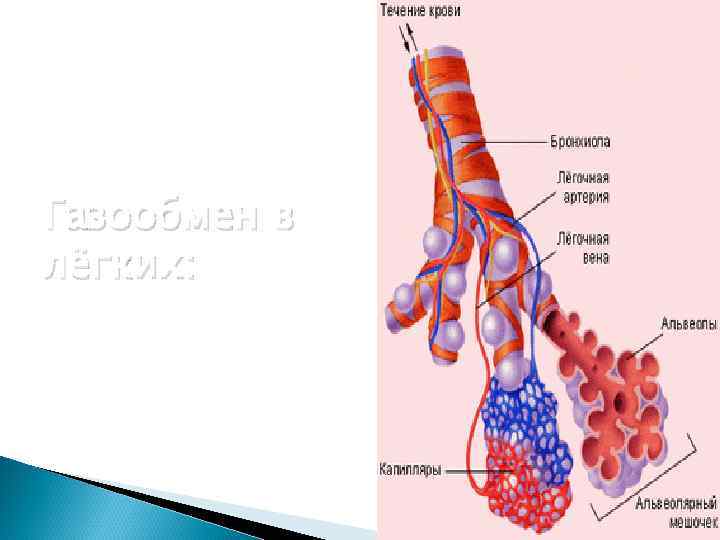Газообмен в лёгких: 