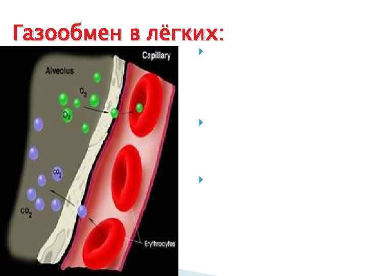 Газообмен в лёгких:     За счёт разницы    