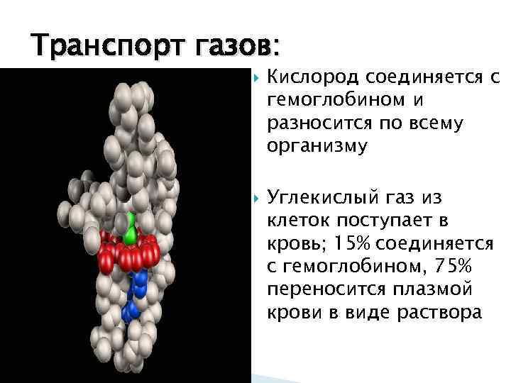 Транспорт газов:    Кислород соединяется с    гемоглобином и 