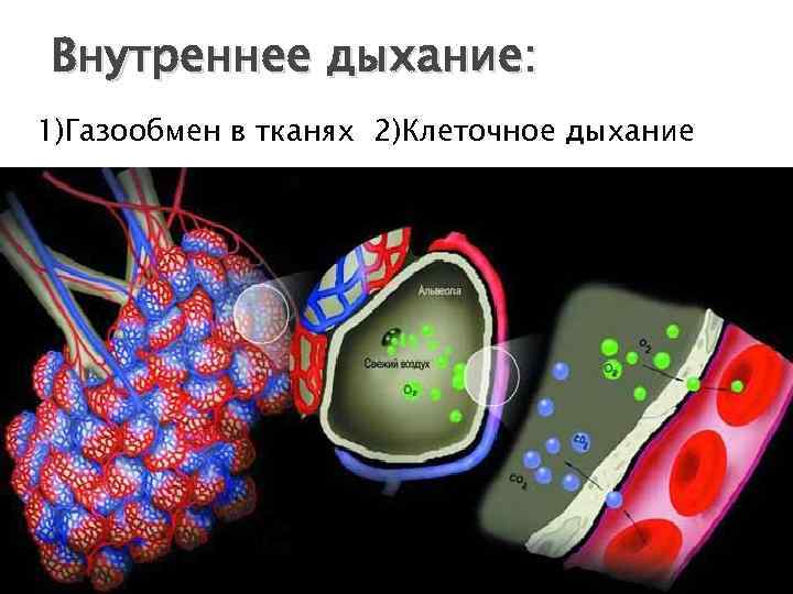 Внутреннее дыхание: 1)Газообмен в тканях 2)Клеточное дыхание 