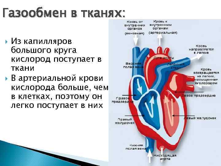 Газообмен в тканях:  Из капилляров большого круга кислород поступает в ткани В артериальной