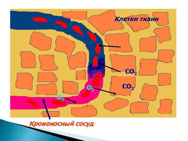     Клетки ткани      СО 2 