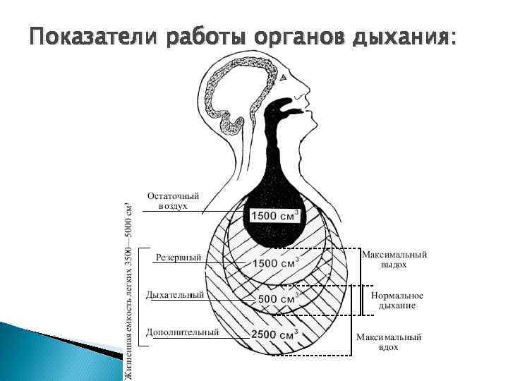 Показатели работы органов дыхания: 