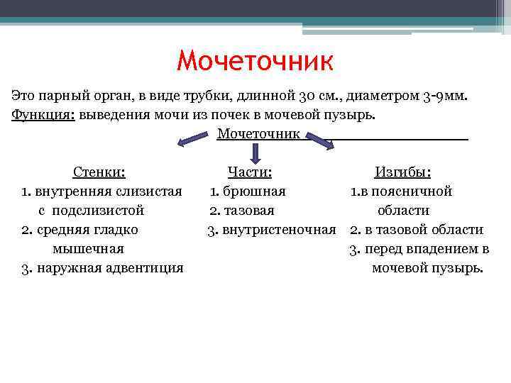     Мочеточник Это парный орган, в виде трубки, длинной 30 см.