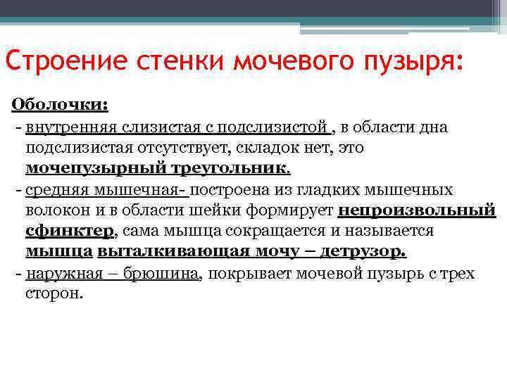 Строение стенки мочевого пузыря: Оболочки: - внутренняя слизистая с подслизистой , в области дна