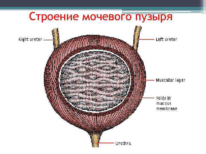 Строение мочевого пузыря 