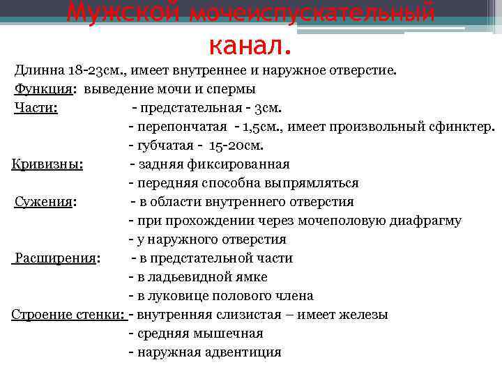   Мужской мочеиспускательный   канал. Длинна 18 -23 см. , имеет внутреннее
