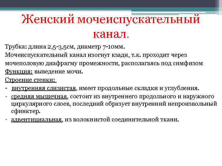  Женский мочеиспускательный    канал. Трубка: длина 2, 5 -3, 5 см,