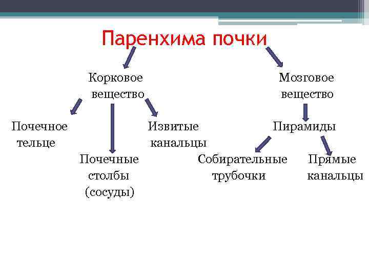    Паренхима почки   Корковое    Мозговое  
