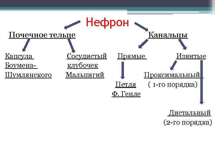    Нефрон Почечное тельце    Канальцы Капсула  Сосудистый 