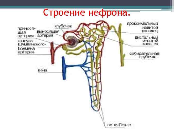 Строение нефрона. 
