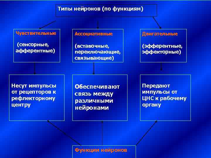    Типы нейронов (по функциям) Чувствительные  Ассоциативные  Двигательные  (сенсорные,