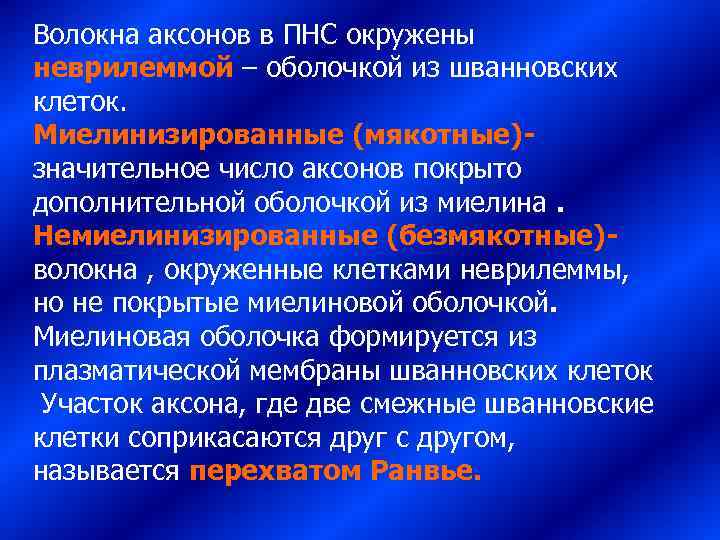 Волокна аксонов в ПНС окружены неврилеммой – оболочкой из шванновских клеток. Миелинизированные (мякотные)- значительное