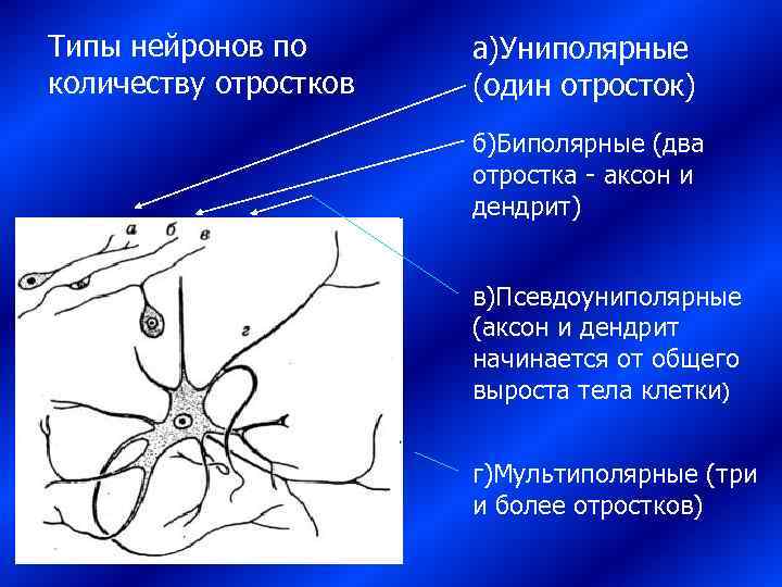 Типы нейронов по  а)Униполярные количеству отростков  (один отросток)    б)Биполярные
