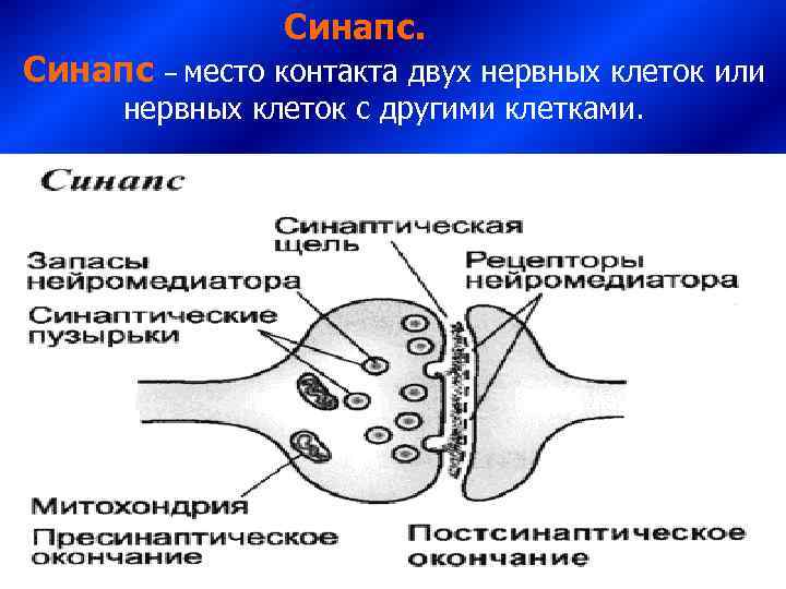     Синапс – место контакта двух нервных клеток или  нервных