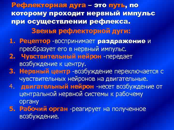 Рефлекторная дуга – это путь, по которому проходит нервный импульс при осуществлении рефлекса. 