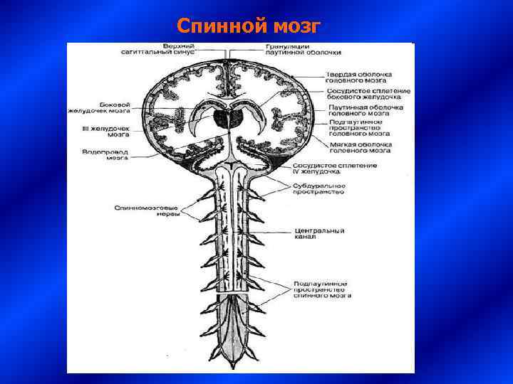 Спинной мозг 