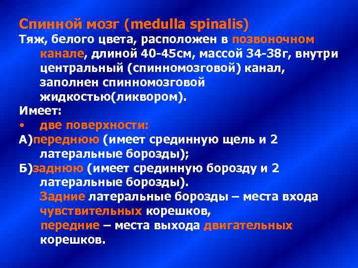 Спинной мозг (medulla spinalis) Тяж, белого цвета, расположен в позвоночном  канале, длиной 40